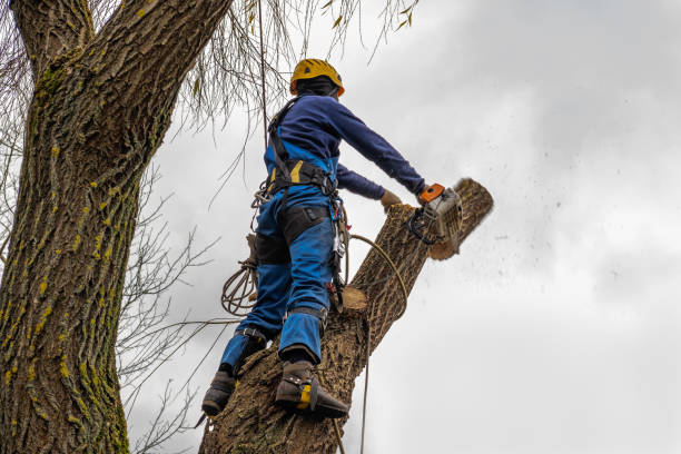 How Our Tree Care Process Works  in Lowry Crossing, TX